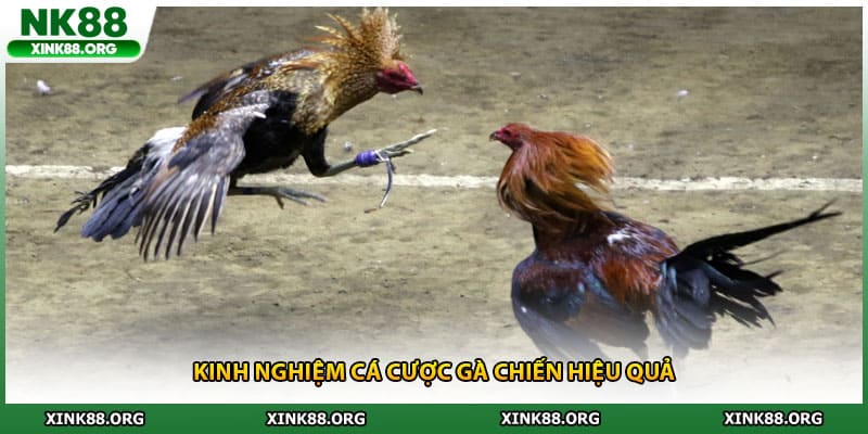Kinh nghiệm cá cược gà chiến hiệu quả