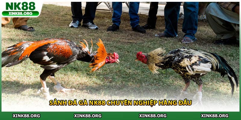 Sảnh đá gà NK88 chuyên nghiệp hàng đầu